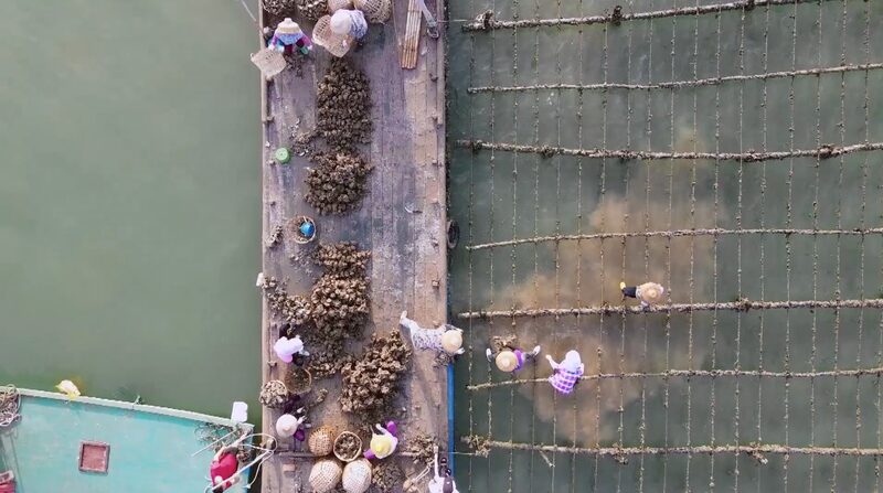 Shell_Yeah____China_s_Master_Oyster_and_the_Rise_of_Exquisite_Eats video poster