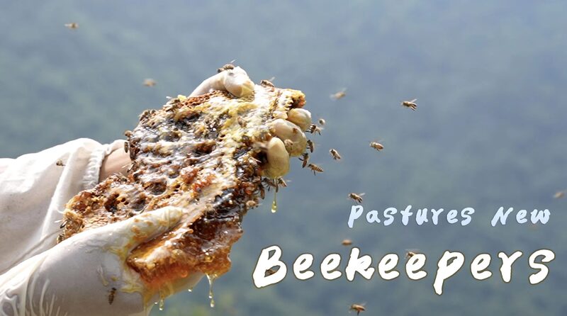 Shengou_s_Sweet_Success__Beekeeping_Buzz_in_Gansu_s_Panda_Reserve_poster - News for amigos, by amigos __Shengou_s_Sweet_Success__Beekeeping_Buzz_in_Gansu_s_Panda_Reserve video poster