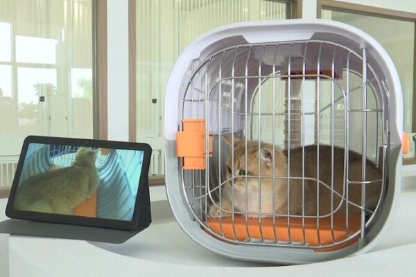 🐾 Shenzhen Introduces China’s First Pet-Friendly Airport Lounge! __Shenzhen_Introduces_China_s_First_Pet_Friendly_Airport_Lounge_