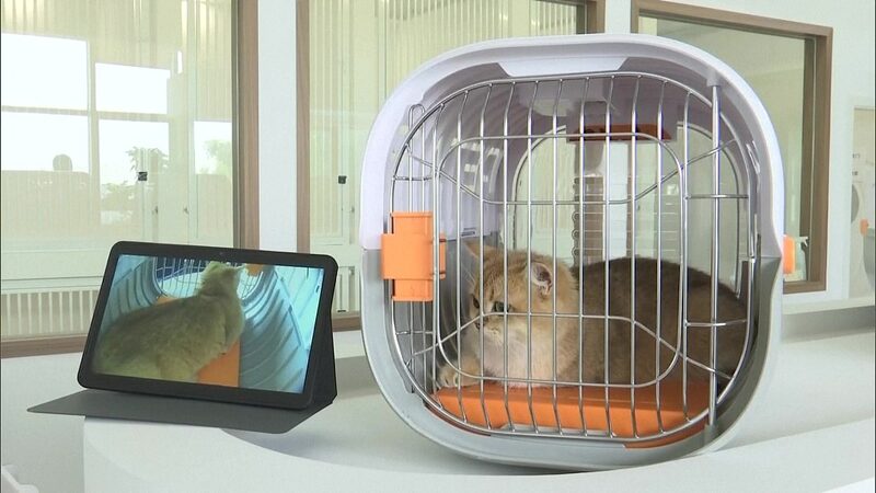 Shenzhen_Introduces_China_s_First_Pet_Friendly_Airport_Lounge_ - News for amigos, by amigos __Shenzhen_Introduces_China_s_First_Pet_Friendly_Airport_Lounge_