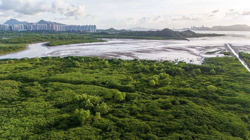 Shenzhen_and_Hong_Kong_Team_Up_to_Protect_Vibrant_Mangrove_Wetlands__ - News for amigos, by amigos Shenzhen_and_Hong_Kong_Team_Up_to_Protect_Vibrant_Mangrove_Wetlands__