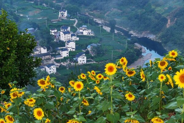 Shitan Village: China’s Hidden Gem Blossoms into a Floral Wonderland 🌸 Shitan_Village__China_s_Hidden_Gem_Blossoms_into_a_Floral_Wonderland__
