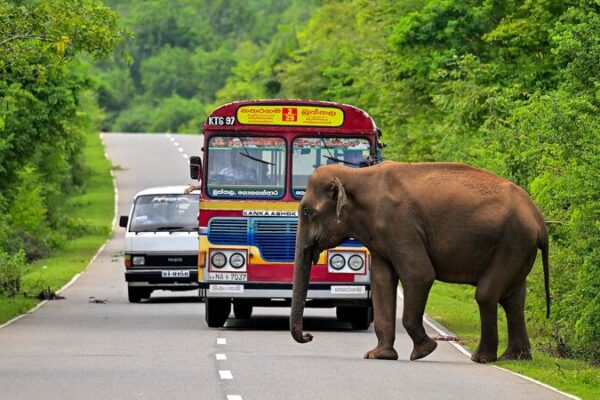 Shocking Loss: 50 Wild Elephants Electrocuted in Sri Lanka 🐘⚡ Shocking_Loss__50_Wild_Elephants_Electrocuted_in_Sri_Lanka___