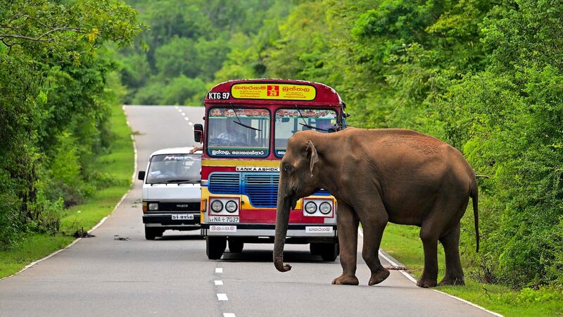Shocking_Loss__50_Wild_Elephants_Electrocuted_in_Sri_Lanka___