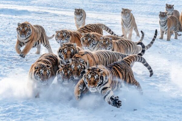 Siberian Tigers Frolic in Mudanjiang’s Snowy Wonderland Siberian_Tigers_Frolic_in_Mudanjiang_s_Snowy_Wonderland