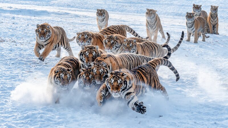 Siberian_Tigers_Frolic_in_Mudanjiang_s_Snowy_Wonderland - News for amigos, by amigos Siberian_Tigers_Frolic_in_Mudanjiang_s_Snowy_Wonderland