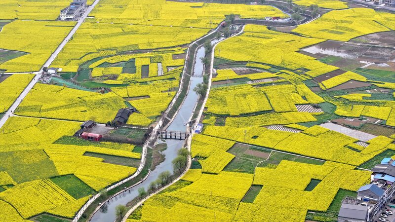 Sichuan_s_Gulin_County_Blossoms_with_Golden_Rapeseed_Fields__ - News for amigos, by amigos Sichuan_s_Gulin_County_Blossoms_with_Golden_Rapeseed_Fields__