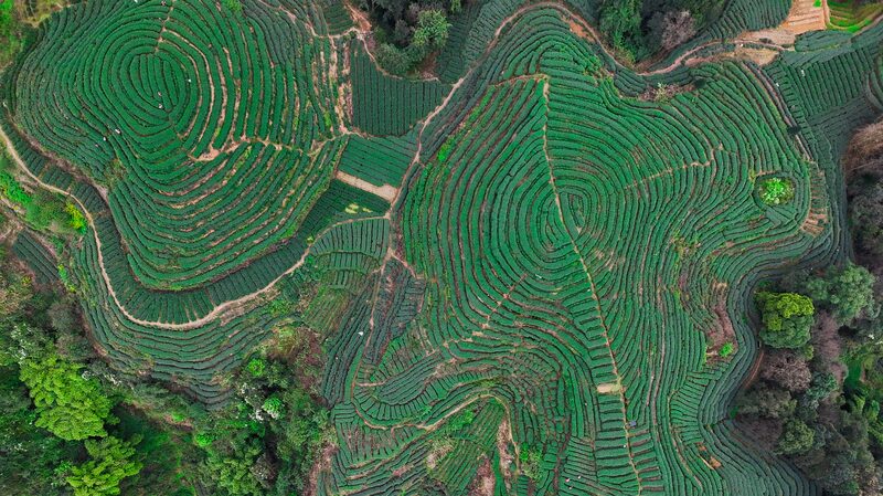 Sichuan_s_Jingu_Village__Where_Tea_Terraces_Paint_the_Hills_Green__