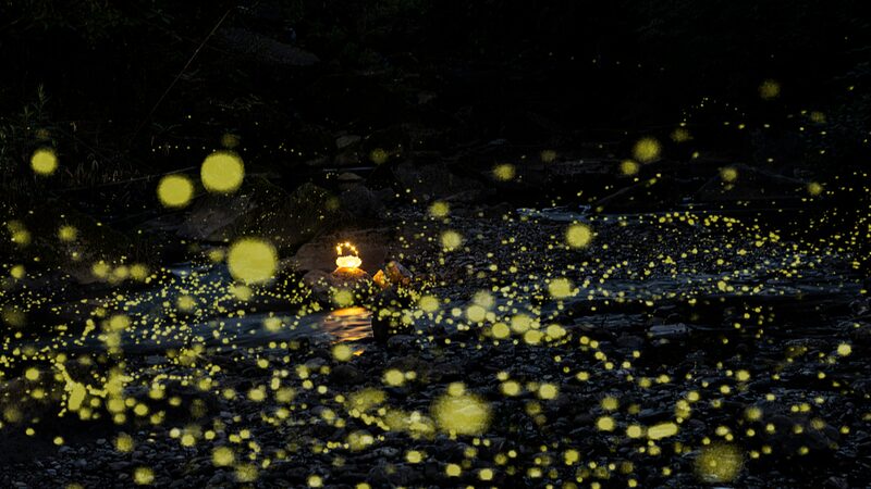 Sichuan_s_Nights_to_Sparkle__Fireflies_Ignite_Summer_Romance___ - News for amigos, by amigos Sichuan_s_Nights_to_Sparkle__Fireflies_Ignite_Summer_Romance___