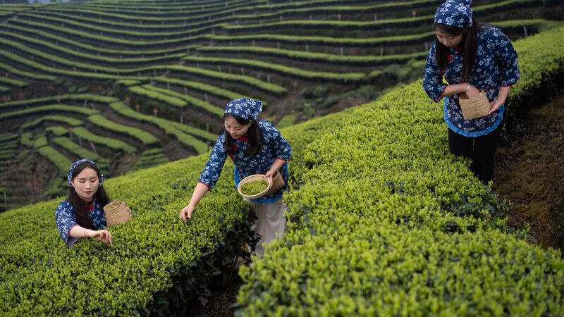 Sichuan_s_Spring_Tea_Harvest__Fresh_Leaves_and_Vibrant_Traditions___ - News for amigos, by amigos Sichuan_s_Spring_Tea_Harvest__Fresh_Leaves_and_Vibrant_Traditions___