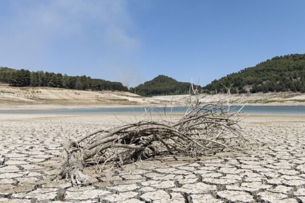 Sicily’s Scorching Drought Leaves Fields Barren and Livestock Thirsty 🌾🔥 Sicily_s_Scorching_Drought_Leaves_Fields_Barren_and_Livestock_Thirsty___