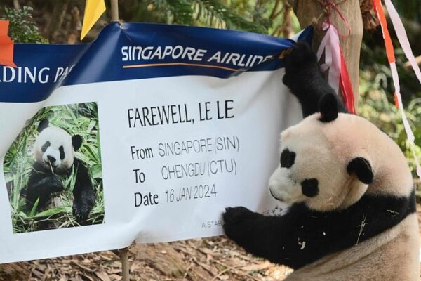 Singapore Bids Farewell to Giant Panda Le Le as He Prepares to Return to China Singapore_Bids_Farewell_to_Giant_Panda_Le_Le_as_He_Prepares_to_Return_to_China
