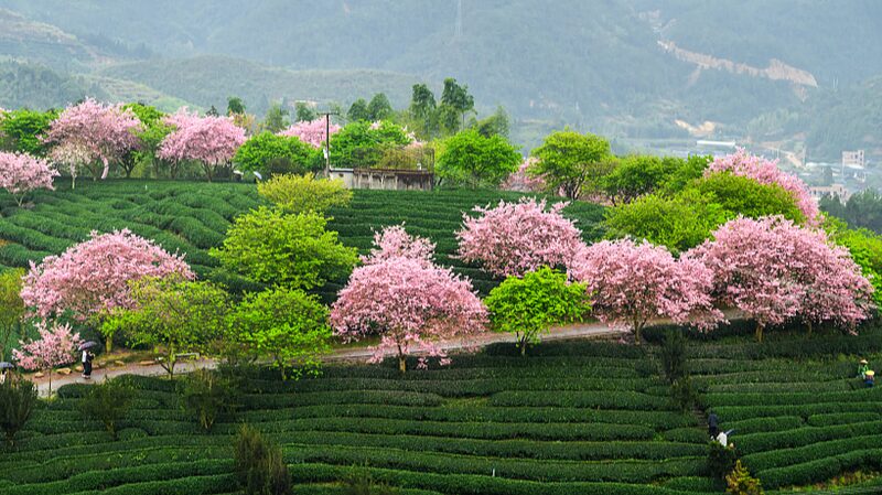 Sip_Spring_Tea_Amidst_Blooming_Cherry_Blossoms_in_Fujian_s_Yongfu_Town - News for amigos, by amigos __Sip_Spring_Tea_Amidst_Blooming_Cherry_Blossoms_in_Fujian_s_Yongfu_Town