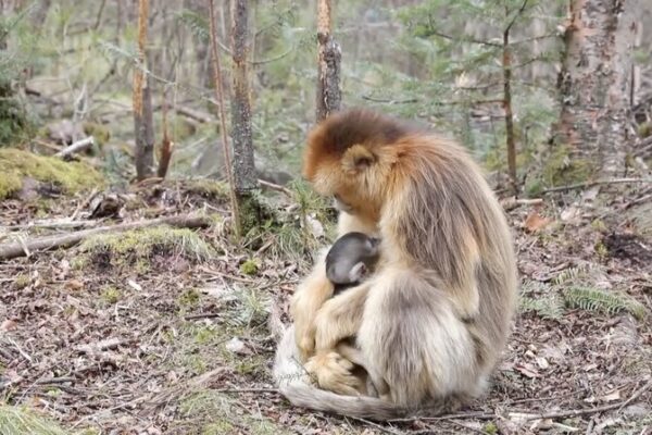 🐵 Six Adorable Golden Monkeys Join China’s Shennongjia National Park Family! __Six_Adorable_Golden_Monkeys_Join_China_s_Shennongjia_National_Park_Family_ video poster