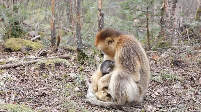 Six_Adorable_Golden_Monkeys_Join_China_s_Shennongjia_National_Park_Family__poster - News for amigos, by amigos __Six_Adorable_Golden_Monkeys_Join_China_s_Shennongjia_National_Park_Family_ video poster