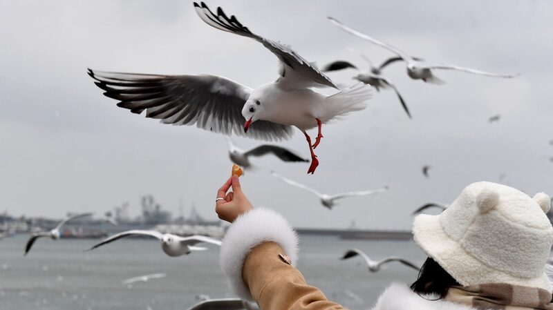 Sky_Full_of_Gulls__Qingdao_s_Winter_Spectacle - News for amigos, by amigos Sky_Full_of_Gulls__Qingdao_s_Winter_Spectacle