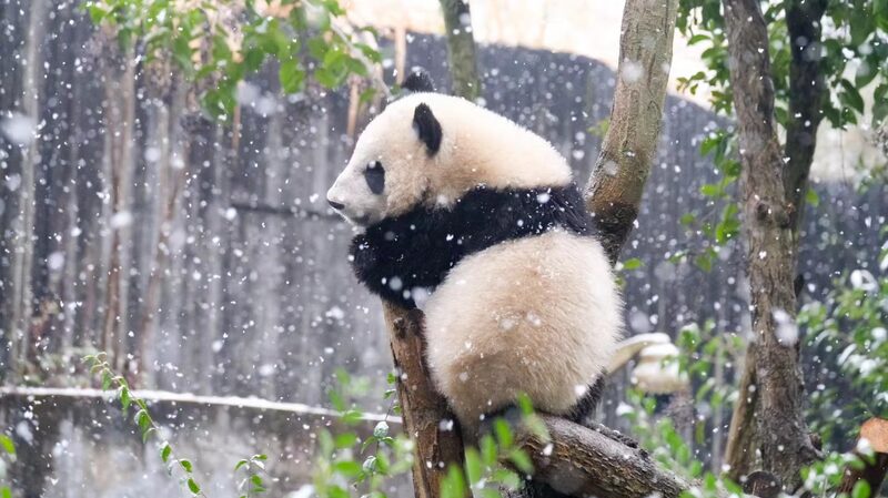 Snow_Day_Fun__Giant_Pandas_Play_in_Chengdu_s_Winter_Wonderland - News for amigos, by amigos Snow_Day_Fun__Giant_Pandas_Play_in_Chengdu_s_Winter_Wonderland