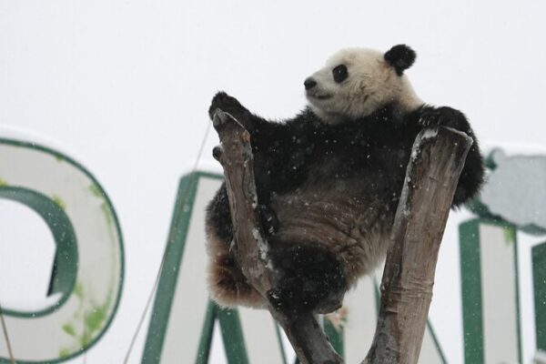 🐼 Snow Day Fun: Meng Meng the Panda Charms Wuhan Zoo Visitors __Snow_Day_Fun__Meng_Meng_the_Panda_Charms_Wuhan_Zoo_Visitors