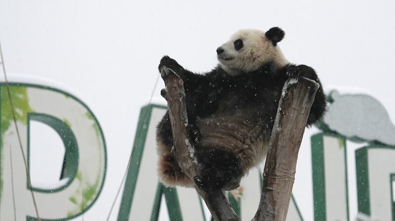 Snow_Day_Fun__Meng_Meng_the_Panda_Charms_Wuhan_Zoo_Visitors - News for amigos, by amigos __Snow_Day_Fun__Meng_Meng_the_Panda_Charms_Wuhan_Zoo_Visitors