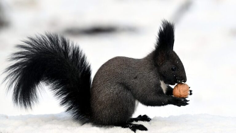 Snowday_Shenanigans__Squirrels_Bring_Beiling_Park_to_Life______
