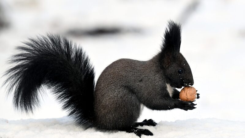 Snowday_Shenanigans__Squirrels_Bring_Beiling_Park_to_Life______ - News for amigos, by amigos Snowday_Shenanigans__Squirrels_Bring_Beiling_Park_to_Life______