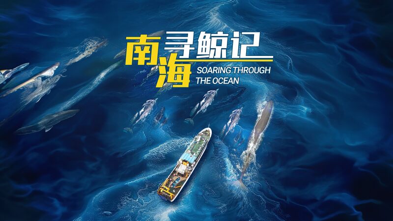 Soaring_Through_the_Ocean__A_Pilot_Whale_s_Journey_to_Recovery_poster - News for amigos, by amigos Soaring_Through_the_Ocean__A_Pilot_Whale_s_Journey_to_Recovery video poster