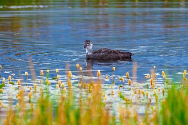 🐦✨ Soaring into Paradise: Migratory Birds Thrive at Gahai Lake Wetland ___Soaring_into_Paradise__Migratory_Birds_Thrive_at_Gahai_Lake_Wetland video poster