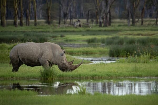 South Africa Celebrates Sharp Decline in Rhino Poaching 🦏🎉 South_Africa_Celebrates_Sharp_Decline_in_Rhino_Poaching___