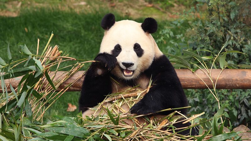 South_Korea_Bids_Farewell_to_Beloved_Panda_Fu_Bao___poster - News for amigos, by amigos South_Korea_Bids_Farewell_to_Beloved_Panda_Fu_Bao__ video poster