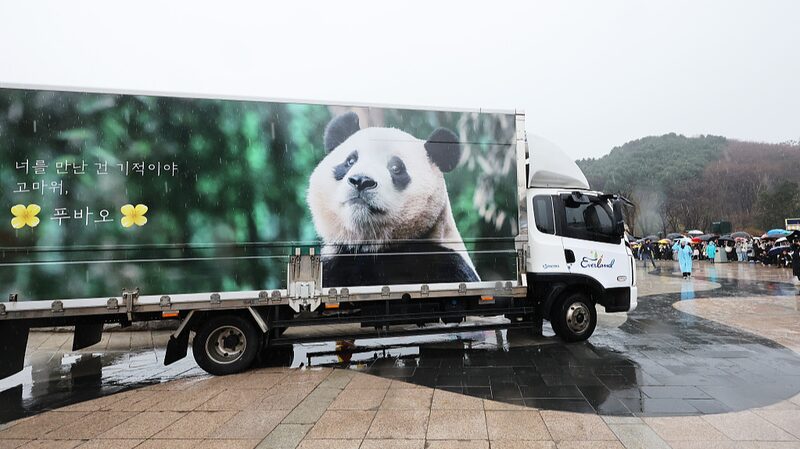 South_Korea_Waves_Goodbye_to_Panda_Star_Fu_Bao_as_She_Heads_Home_to_China_poster - News for amigos, by amigos __South_Korea_Waves_Goodbye_to_Panda_Star_Fu_Bao_as_She_Heads_Home_to_China video poster