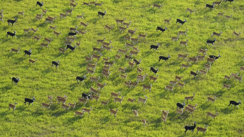 South_Sudan_s_Antelope_Migration_Begins_Amid_Rising_Poaching_Concerns