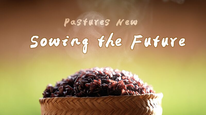 Sowing_the_Future__Reviving_Purple_Rice_in_Yunnan_poster - News for amigos, by amigos Sowing_the_Future__Reviving_Purple_Rice_in_Yunnan video poster