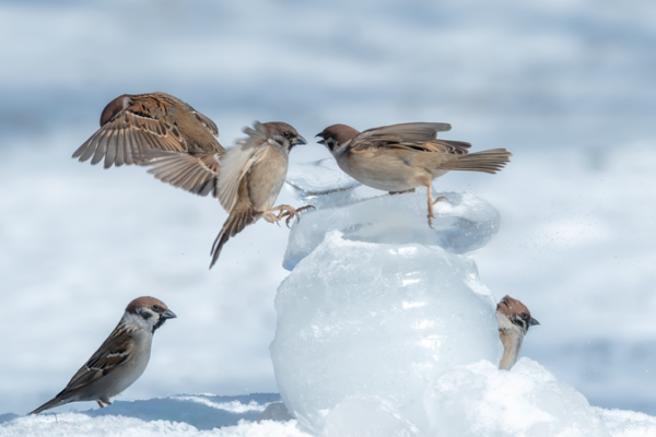 ❄️ Sparrows Frolic in Daqing’s Magical First Snow 🌨️ ___Sparrows_Frolic_in_Daqing_s_Magical_First_Snow___