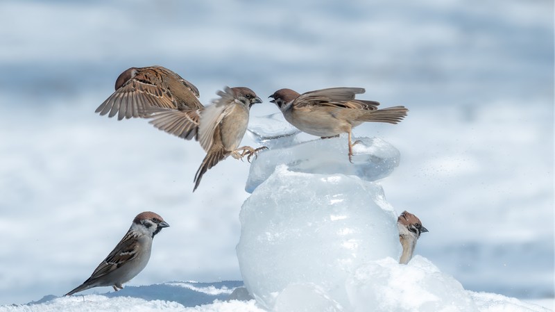 Sparrows_Frolic_in_Daqing_s_Magical_First_Snow___ - News for amigos, by amigos ___Sparrows_Frolic_in_Daqing_s_Magical_First_Snow___