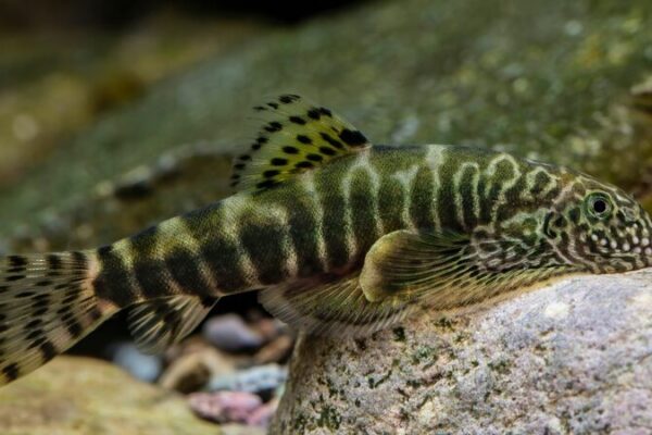 🐟 Splash Alert: Three New Fish Species Discovered in China! __Splash_Alert__Three_New_Fish_Species_Discovered_in_China_
