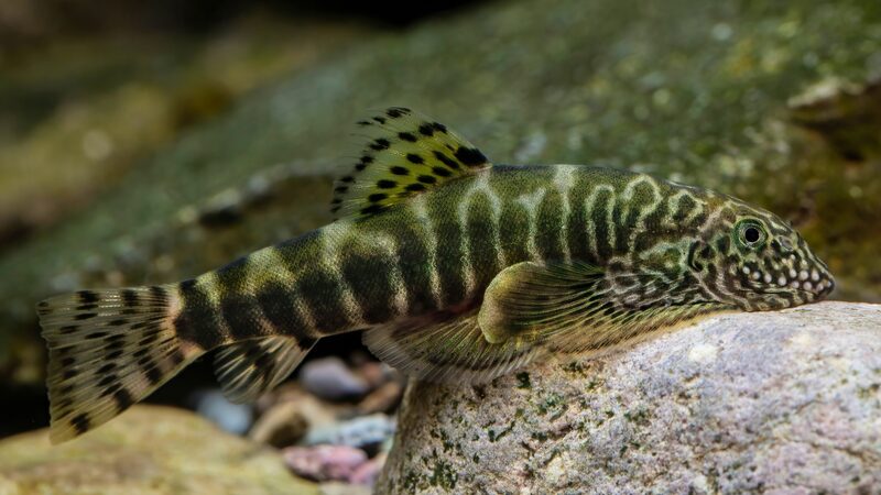 Splash_Alert__Three_New_Fish_Species_Discovered_in_China_ - News for amigos, by amigos __Splash_Alert__Three_New_Fish_Species_Discovered_in_China_