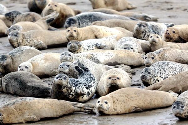 Spotted Seals Make a Splash in Liaodong Bay! 🐳 Spotted_Seals_Make_a_Splash_in_Liaodong_Bay___