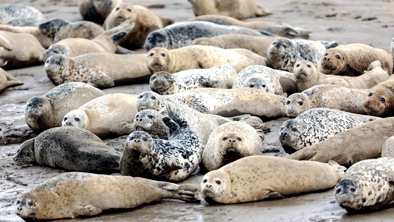 Spotted_Seals_Make_a_Splash_in_Liaodong_Bay___ - News for amigos, by amigos Spotted_Seals_Make_a_Splash_in_Liaodong_Bay___