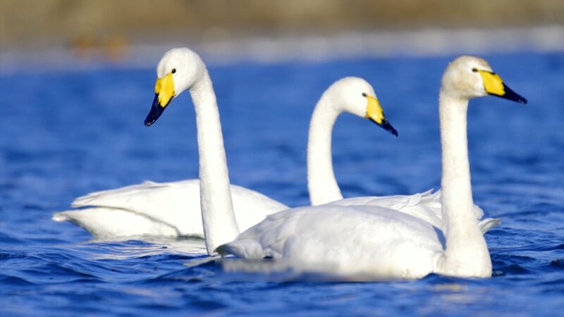 Spring_Awakening__Northern_China_s_Coastline_Bursts_into_Life____poster - News for amigos, by amigos Spring_Awakening__Northern_China_s_Coastline_Bursts_into_Life___ video poster