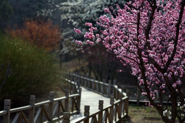 Spring Blooms: Xiangshan Park Turns into Beijing’s Floral Wonderland 🌸 Spring_Blooms__Xiangshan_Park_Turns_into_Beijing_s_Floral_Wonderland__ video poster