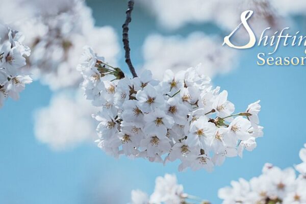 Spring Blossoms: China’s Landscape Transforms into a Floral Wonderland Spring_Blossoms__China_s_Landscape_Transforms_into_a_Floral_Wonderland
