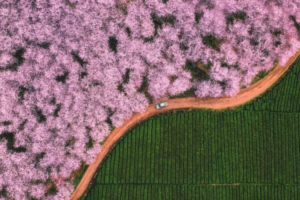 🌸 Spring Blossoms: Discover China’s Most Magical Destinations __Spring_Blossoms__Discover_China_s_Most_Magical_Destinations video poster