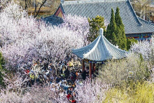 Spring Blossoms: Peach Flower Festival Lights Up Tianjin 🌸 Spring_Blossoms__Peach_Flower_Festival_Lights_Up_Tianjin__
