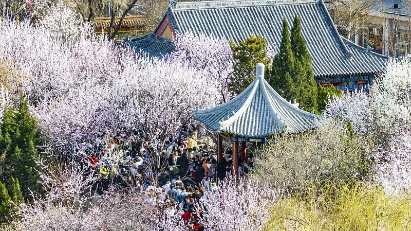 Spring_Blossoms__Peach_Flower_Festival_Lights_Up_Tianjin__ - News for amigos, by amigos Spring_Blossoms__Peach_Flower_Festival_Lights_Up_Tianjin__