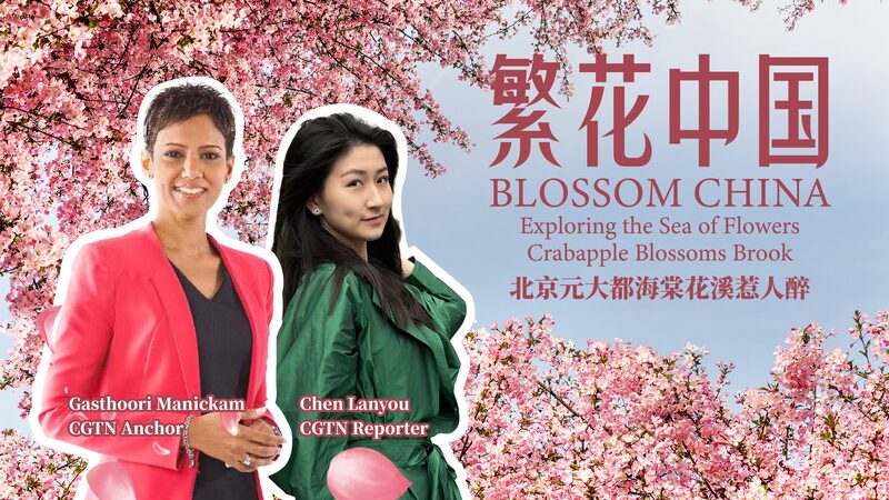 Spring_Blossoms_in_Beijing__Discover_the_Crabapple_Paradise_at_Yuan_Dadu_City_Wall_Ruins_Park_poster - News for amigos, by amigos __Spring_Blossoms_in_Beijing__Discover_the_Crabapple_Paradise_at_Yuan_Dadu_City_Wall_Ruins_Park video poster