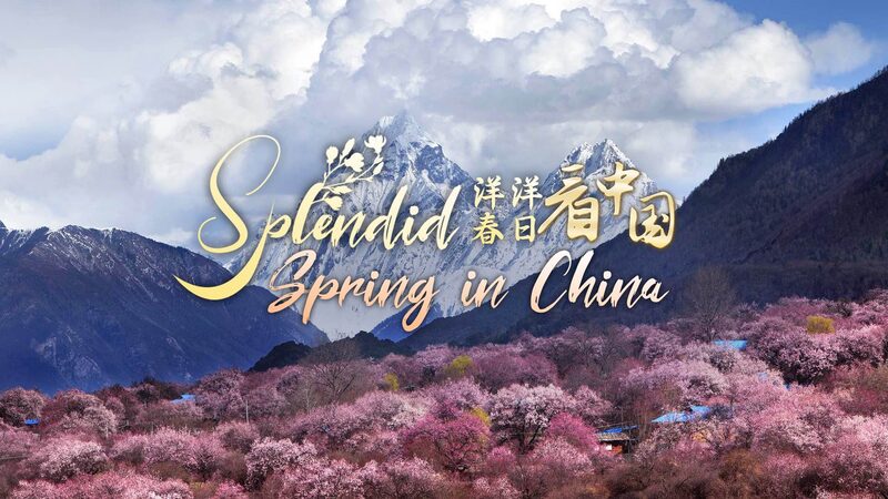 Spring_Fever__Discover_Xizang_s_Blooming_Nyingchi_City_poster - News for amigos, by amigos Spring_Fever__Discover_Xizang_s_Blooming_Nyingchi_City video poster