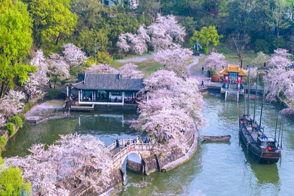 Spring Magic: Cherry Blossoms Transform Wuxi’s Yuantouzhu into a Fairy Tale Spring_Magic__Cherry_Blossoms_Transform_Wuxi_s_Yuantouzhu_into_a_Fairy_Tale