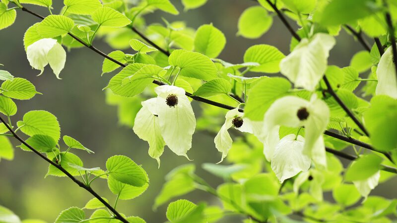 Spring_Magic_at_Mount_Fanjing__Chinese_Dove_Trees_in_Full_Bloom