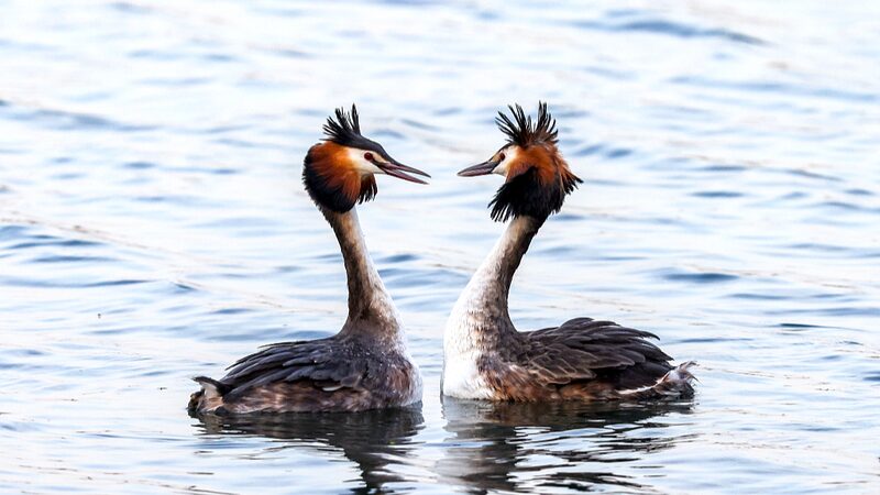 Spring_Romance__Great_Crested_Grebes_Captured_at_Beijing_s_Summer_Palace - News for amigos, by amigos Spring_Romance__Great_Crested_Grebes_Captured_at_Beijing_s_Summer_Palace