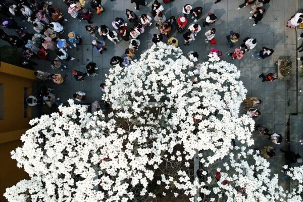 Spring Spectacle: 500-Year-Old Magnolia Blooms at Faxi Temple in Hangzhou Spring_Spectacle__500_Year_Old_Magnolia_Blooms_at_Faxi_Temple_in_Hangzhou